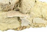 Hadrosaur Vertebra and Bone Sections in Sandstone - Wyoming #371515-2